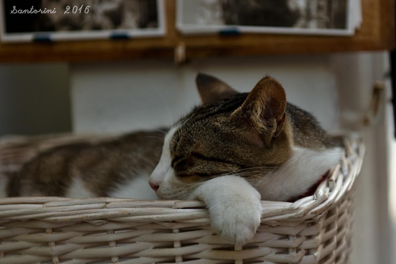 Porto Villa ヴリハーダ エクステリア 写真